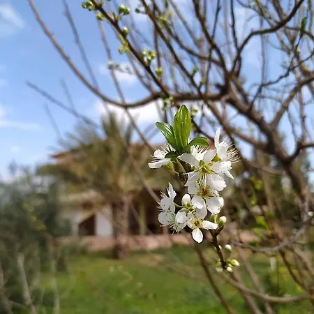 Апартаменты Ktima Anastasia Olive Grove *