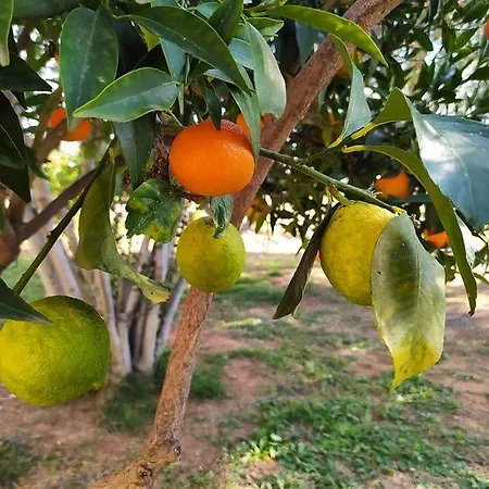 Апартаменты Ktima Anastasia Olive Grove