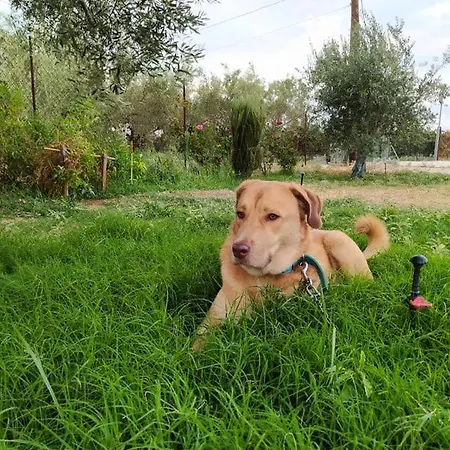Апартаменты Ktima Anastasia Olive Grove *