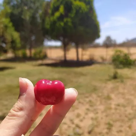 Апартаменты Ktima Anastasia Olive Grove *