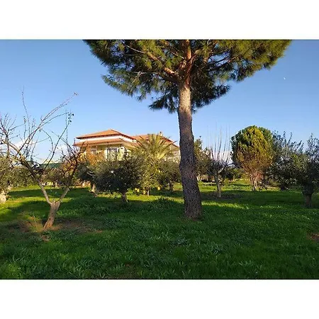 Ktima Anastasia Olive Grove *