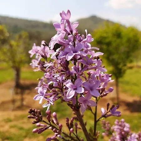 Ktima Anastasia Olive Grove