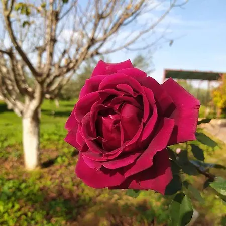 Ktima Anastasia Olive Grove Апартаменты